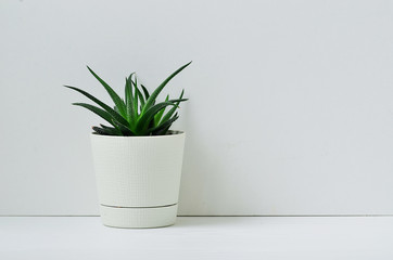 Green aloe in white pot on white background.