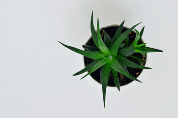 Green aloe in white pot on white background.