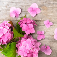 Obraz premium Pink hydrangea flowers on a wooden background. Summer ends. Concept. Background for posting information, place for text.