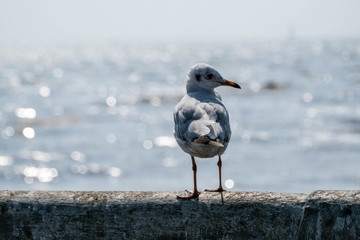 Seagull birds are standing on the bridge