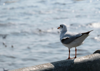 Seagull bird is standing on the bridge