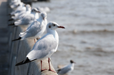 Seagull birds are standing on the bridge