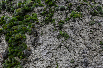 gray rock with mosses and green vegetation