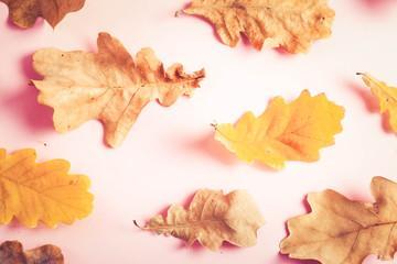 Fototapeta premium Fall leaves autumn background