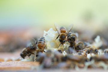 Close up view of honey bees working at honeycomb