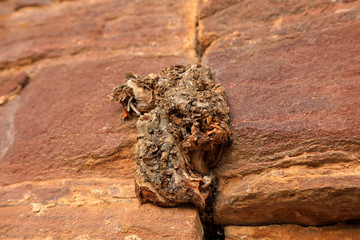 Roots grow in crevices of the rocks