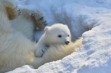 polar bear in snow