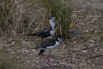 2 water birds