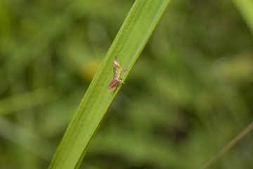 dragonfly on blade of grass