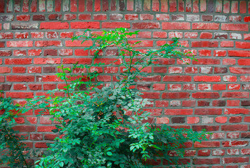 green bush in the front of old bricks wall