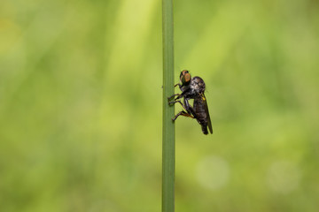 fly on flower