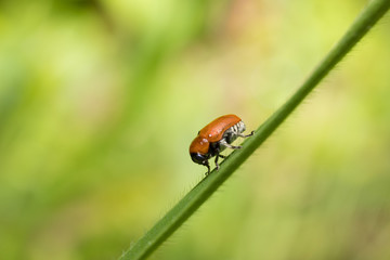 Fototapeta premium ladybug on leaf