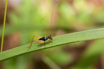 fly on leaf
