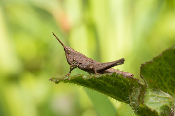 grasshopper on a leaf