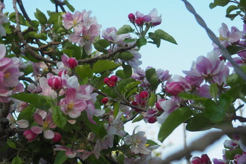 floracion primaveral de arboles frutales, lerida