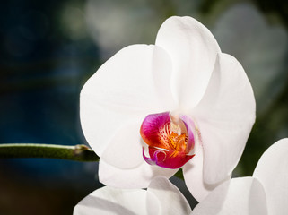 White orchid phalaenopsis flower covered with water drops