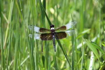 Dragon Fly