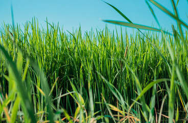 green rice sprouts in rice field