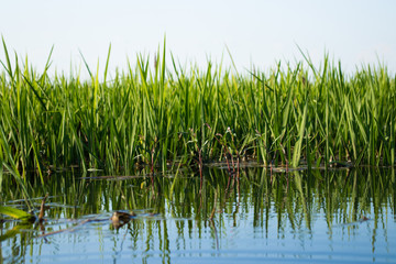 green rice sprouts in rice field