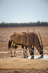Two oryx gazellas drink water at sunrise in Etosha National Park, Namibia