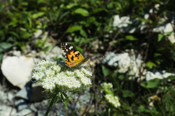 Obraz premium butterfly on a flower