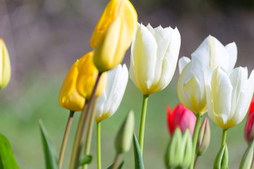 Fototapeta premium Close up of a bunch of colorful tulip flowers