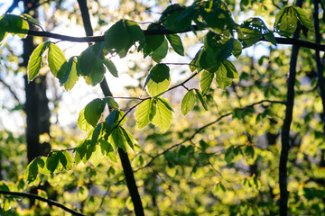 Some beech tree leaves backlit by a warm morning light in the forest