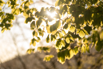 Some beech tree leaves backlit by a warm morning light in the forest
