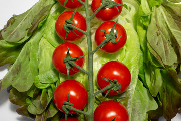 Branch with red tomatoes on lettuce leaves