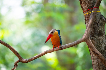 Kingfisher with upright tail