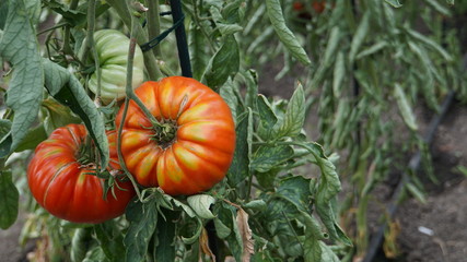 Tomato plant, supersized tomatoes, greenery, countryside, Romania