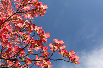 beautiful pink dogwood tree in bloom on a blue sky spring day