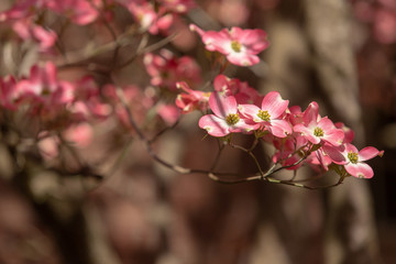 beautiful pink dogwood tree in bloom on a blue sky spring day