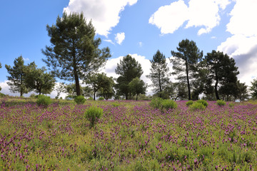 Field full of wild lavender