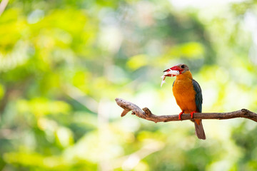 Stork-billed kingfisher