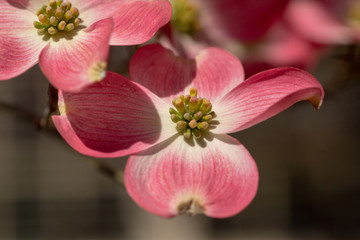 Naklejka na ściany i meble beautiful pink dogwood tree in bloom on a blue sky spring day