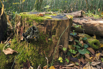 Dead fruit of the forest.