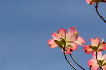 Obraz na płótnie Canvas beautiful pink dogwood tree in bloom on a blue sky spring day