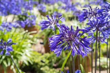 Agapanthus Midnight Star, Purple Flower in the Garden