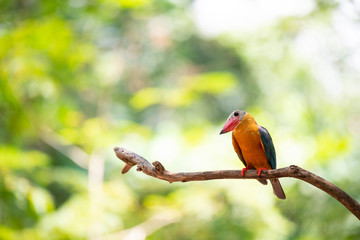 Stork-billed kingfisher