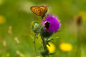 Scheckenfalter auf blühender Distel