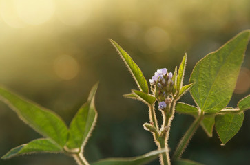 The stem of a flowering soy plant in a field reaches for the sun. Young flowering soybean plants on the field in the rays of the sun.