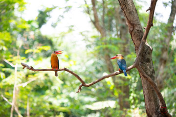 Stork-billed kingfisher