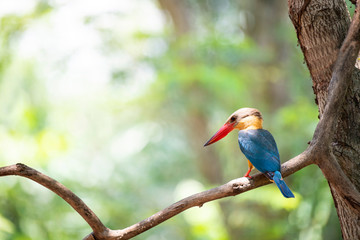 Stork-billed kingfisher