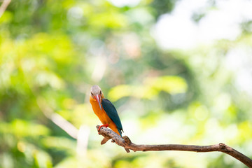 Stork-billed kingfisher