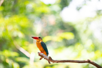 Stork-billed kingfisher