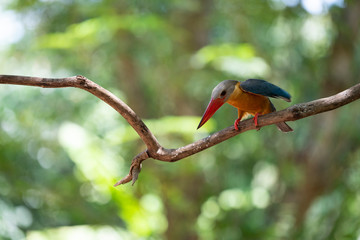 Stork-billed kingfisher