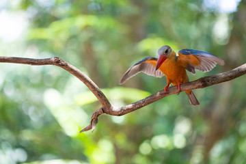 Stork-billed kingfisher