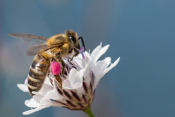A Bee Gathering Pollen from a White Flower in a Small Pink Bag