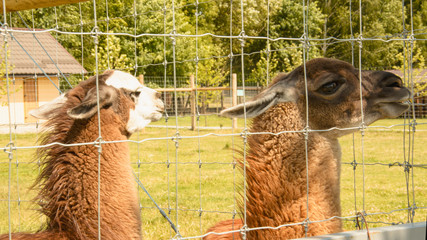 Llama at the zoo in summer, Impala, roe deer, deer, big animals, farm, hacienda, milk, travel,...